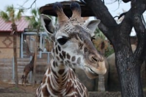 giraffe