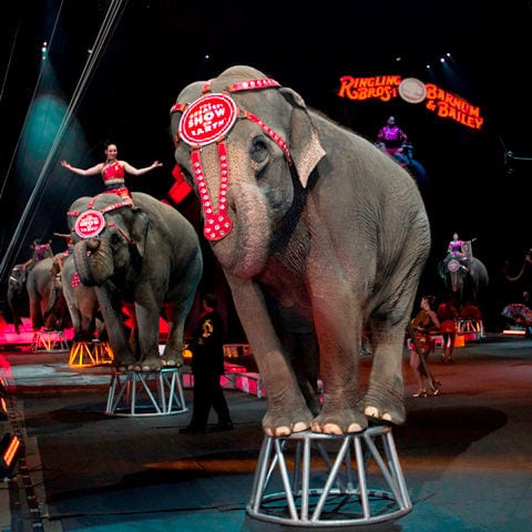 Discount coupons to ringling brothers circus