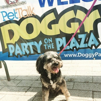 Adult Pix HQ - Doggy party on the plaza the plaza Doggy party on