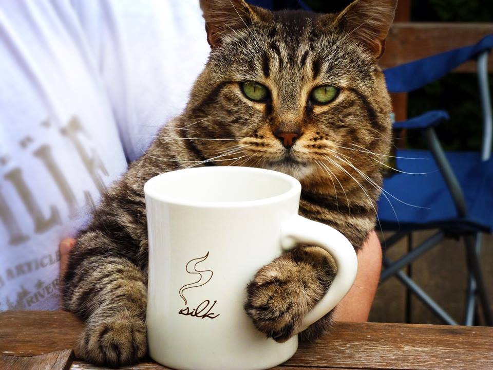 Vegan 'Sphinx Teahouse' in Third Ward to Feature Cat Lounge