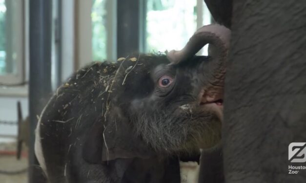 Meet Nelson, The Newly Born Elephant in the Houston Zoo