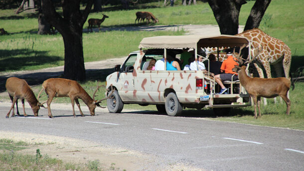 drive through safari bonham tx