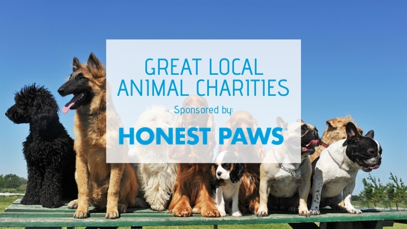 These Houston Charities & Organizations Are Helping Local Animals Live  Better Lives