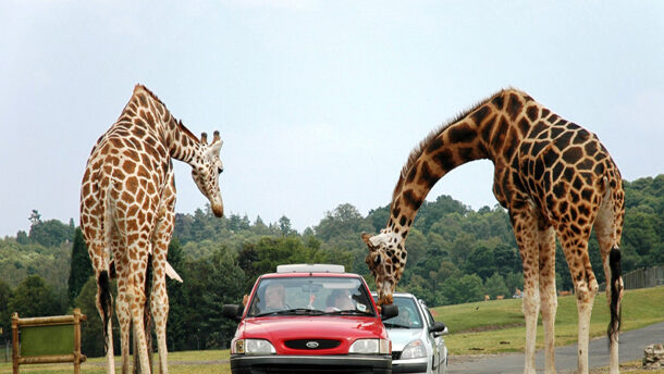 drive through safari houston