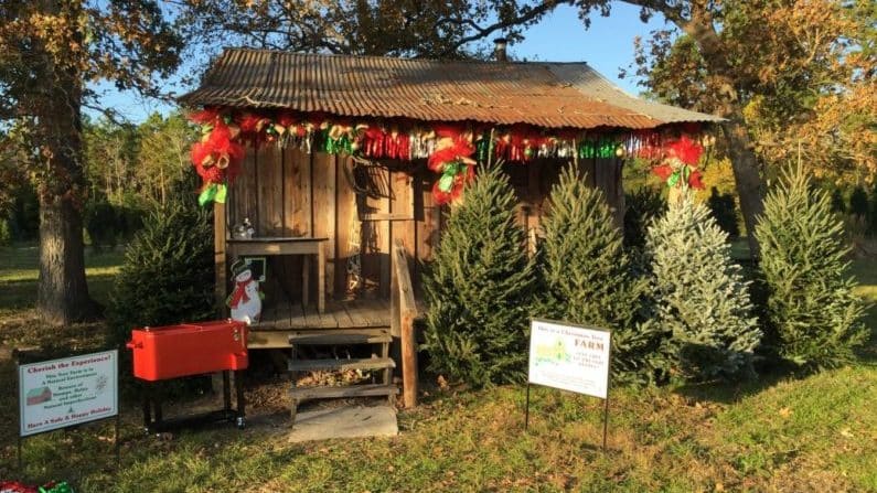 Alexander's Christmas Tree Farm