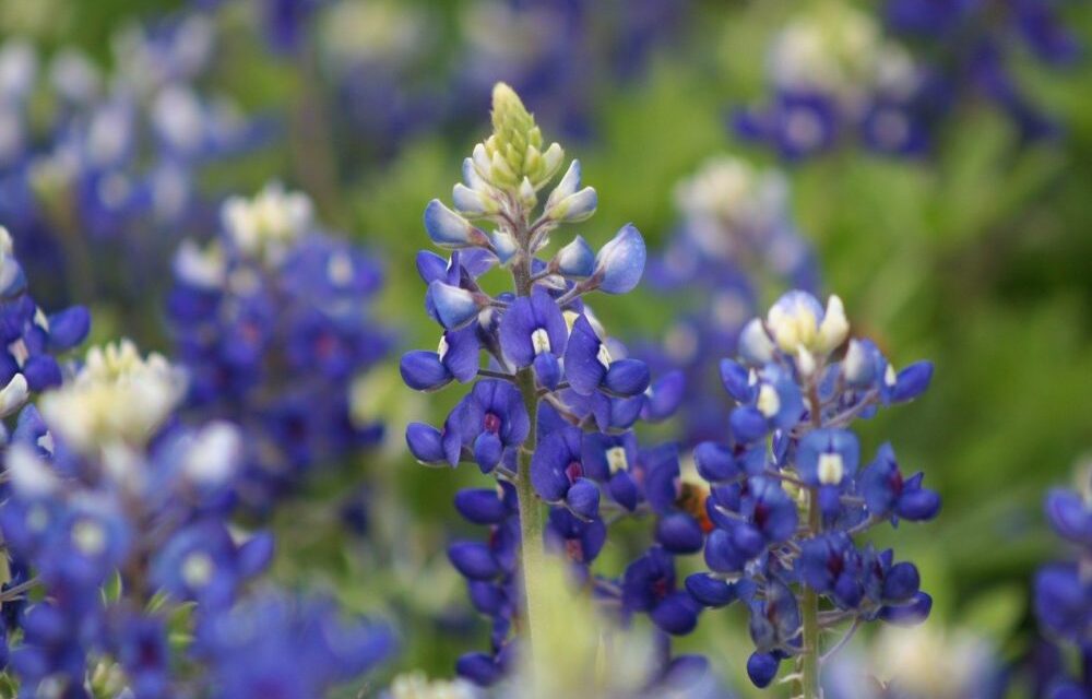 10 Tips for Taking Best Bluebonnet Pictures in Texas – Instaworthy Photos
