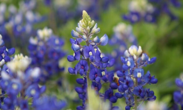 10 Tips for Taking Best Bluebonnet Pictures in Texas – Instaworthy Photos