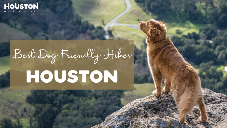 10 Dog Friendly Hiking Trails In Houston – Best Places To Hike With Pets