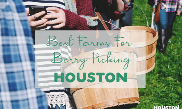15 Strawberry Picking Farms In Houston – Best Fruit Picking Near You