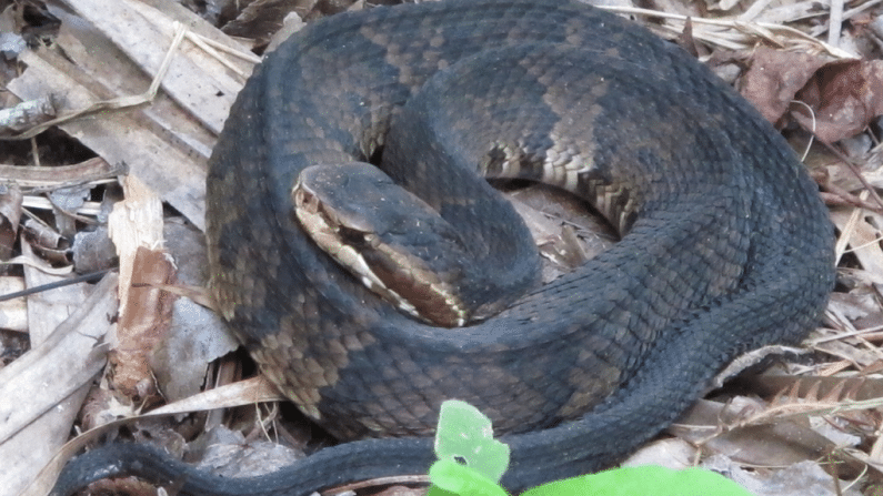 Know Your Snakes - A Quick Guide to Common Snakes in Houston, Texas
