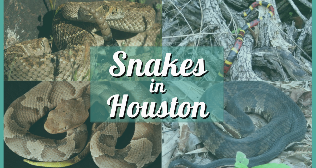 Know Your Snakes – A Quick Guide to Common Snakes in Houston, Texas