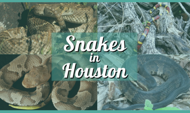 Know Your Snakes – A Quick Guide to Common Snakes in Houston, Texas
