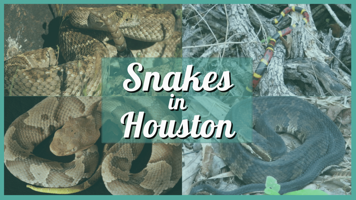 Snakes in Houston