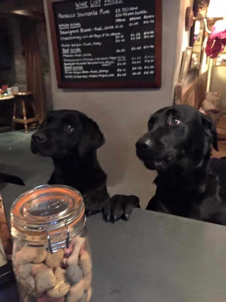 dog friendly restaurants in houston - Black Labrador Pub