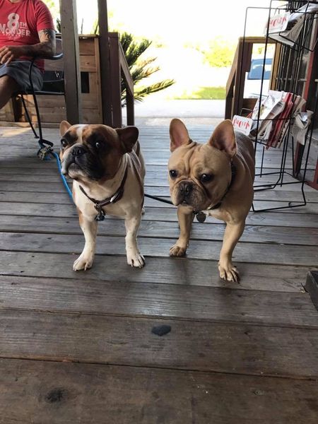 dog friendly restaurants in houston - Chilosos Houston