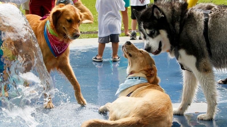 New 2 acre dog park planned at Hermann Park in Houston