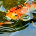 Koi pond picture from Unsplash