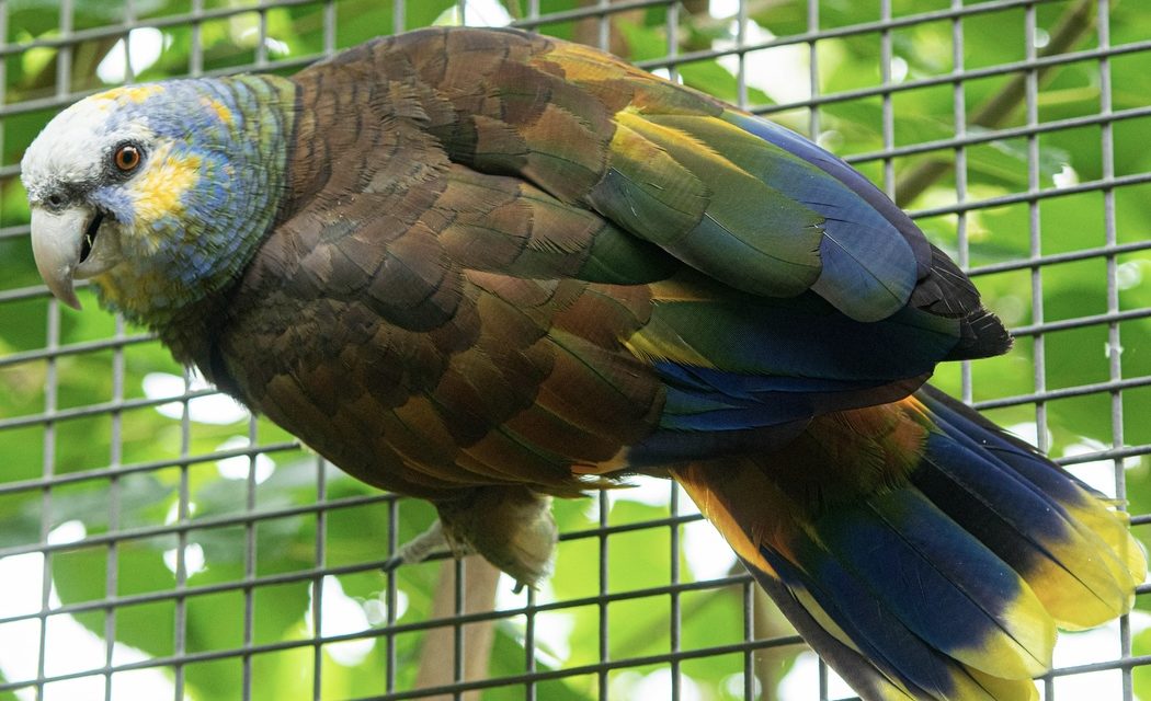 Your Next Visit to the Houston Zoo Could Help Save St. Vincent Parrot & Other Animals