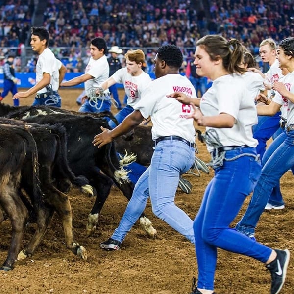 Calf Scramble