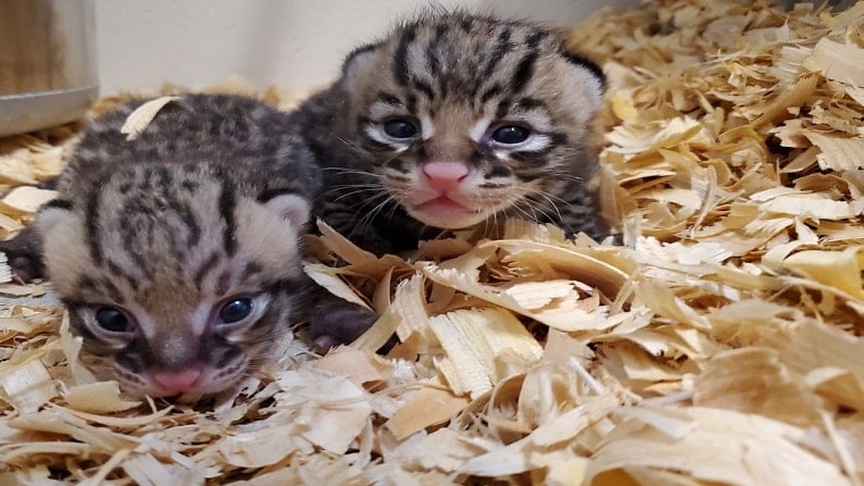 Ocelot Twins Born At Houston Zoo