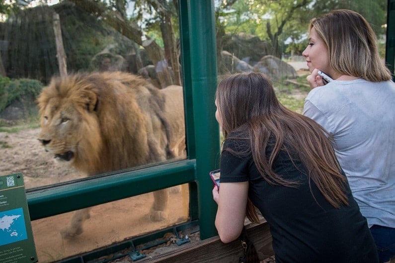 Houston Zoo Escape Room Style Experience