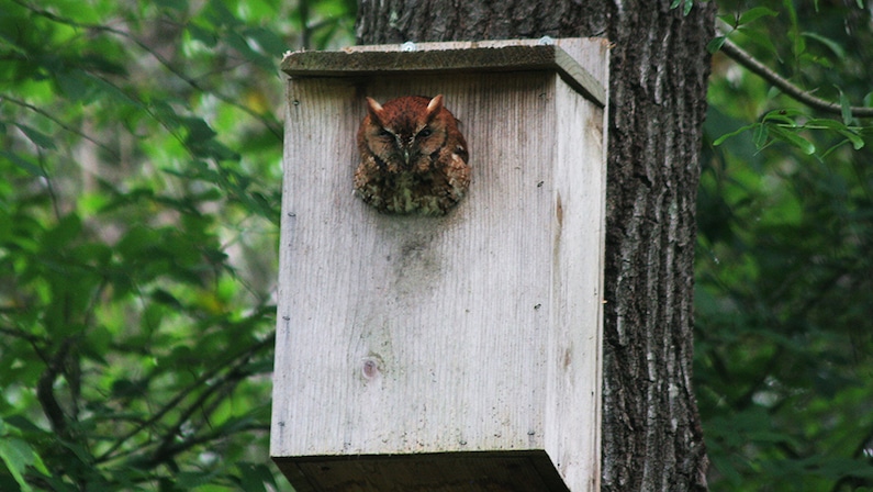 screech owl things to do this week