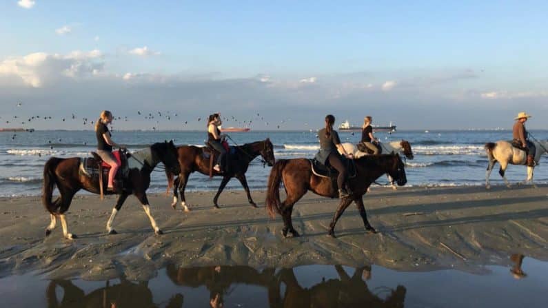 Galveston Island Horse and Pony Rides Facebook Page