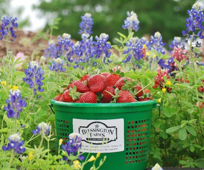 Strawberries and Bluebonnets in Houston