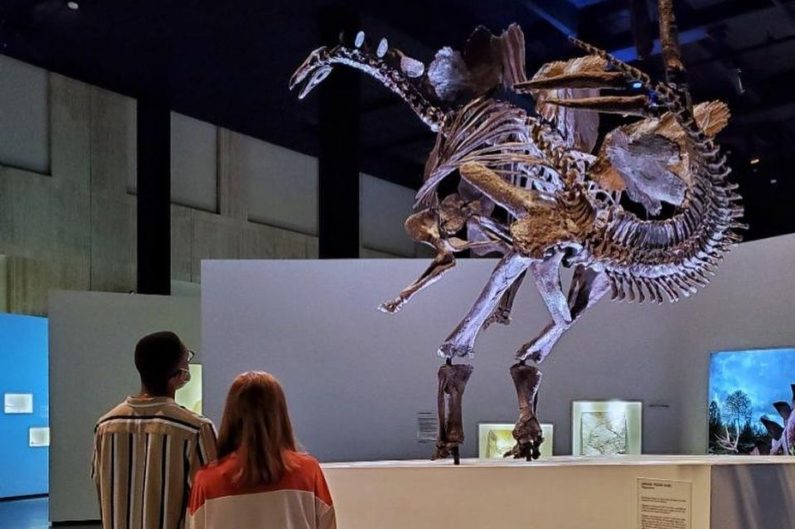 Houston Museums | Image Credit: HMNS Instagram Page