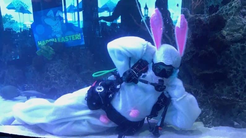 Easter Bunny under Water at Downtown Aquarium in Houston