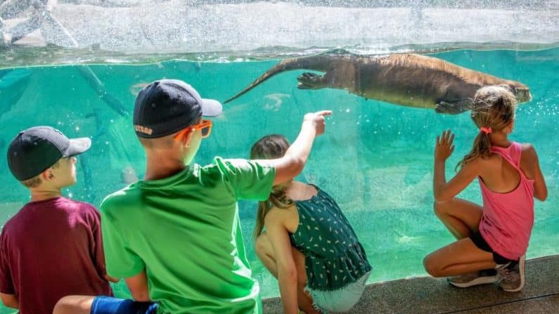 Things to do in Houston with Kids this Weekend | Undersea Adventures at the Houston Zoo