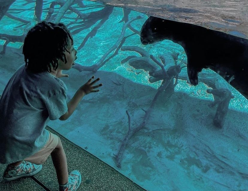 The Best Events in Houston For Kids this Weekend of May 6, 2022 Include Undersea Discovery at Zoo, Kid’s Art Market & more!