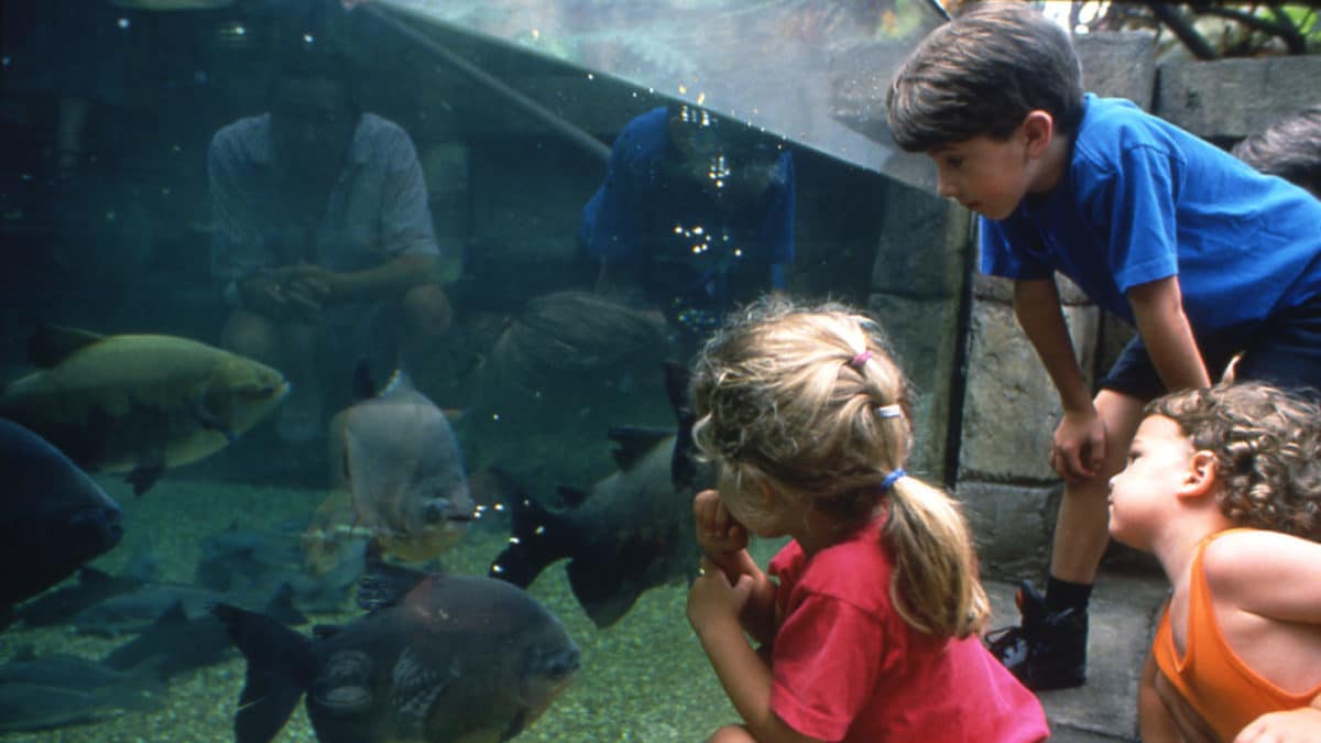 Things to do in Galveston this Weekend | Pyramid Kids Summer Camp at Moody Gardens