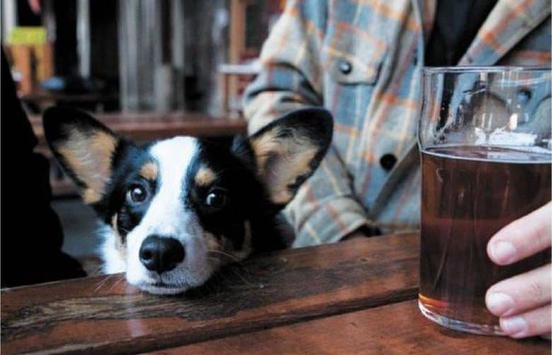 dog friendly restaurants in houston - Richmond Arms Pub 