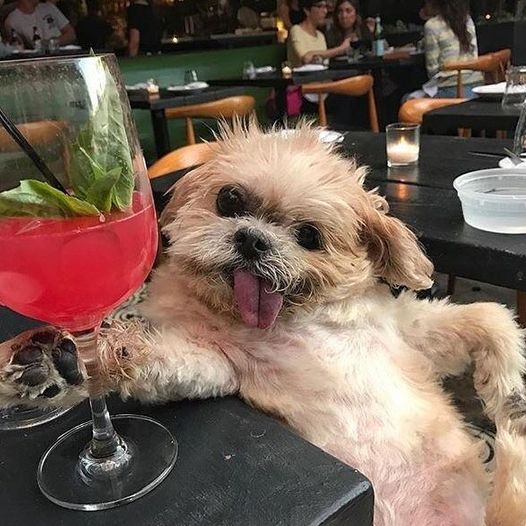 dog friendly restaurants in houston - Underdogs Pub 