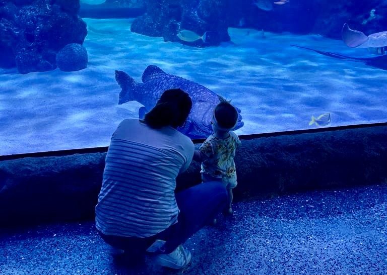 Things to do with Kids and Toddlers in Houston - Downtown Aquarium
