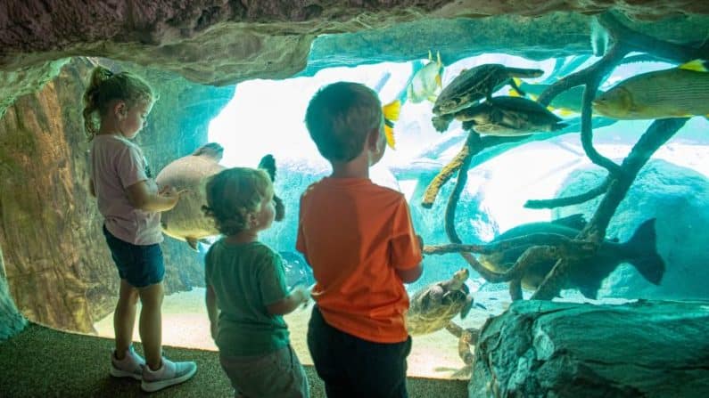 Free museums in Houston | Houston Zoo