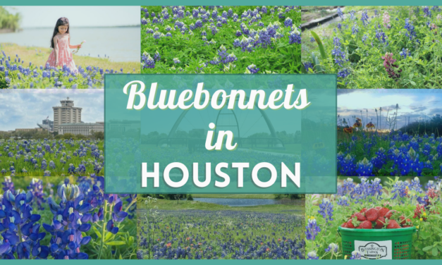 Bluebonnets Houston – 26 fields, parks, and trails near you to enjoy this Texas treasure!