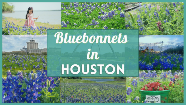 Bluebonnets Houston - 26 Fields, parks, and trails where you can find bluebonnets near you