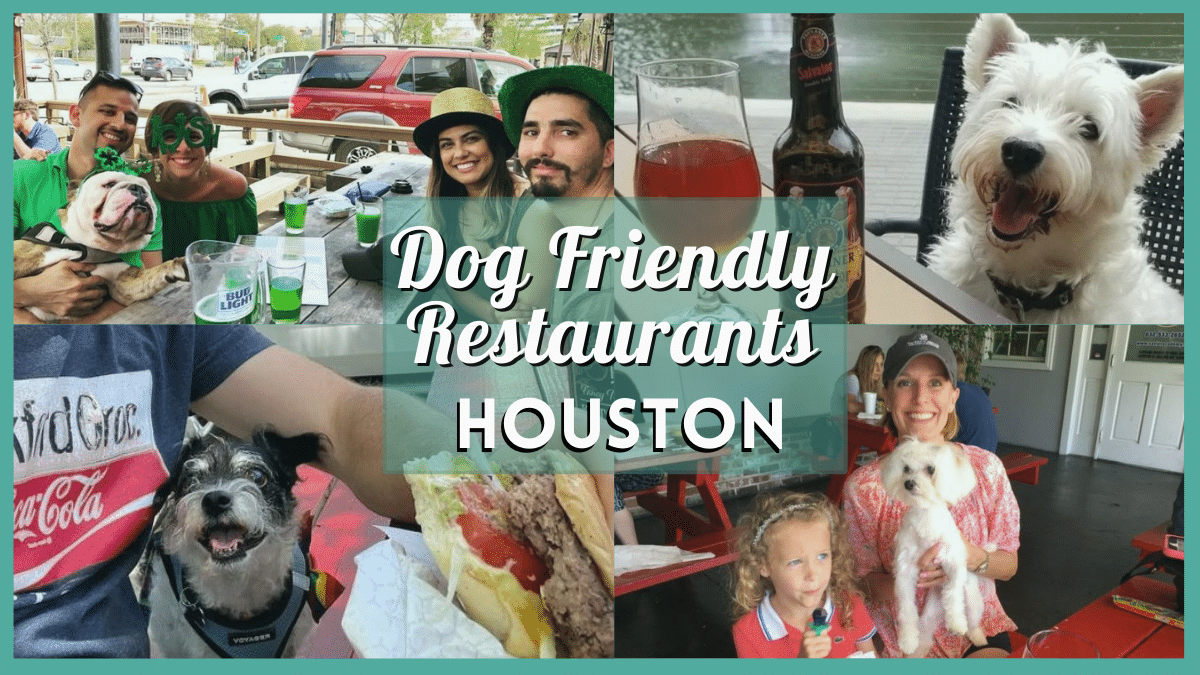 Dog Friendly Restaurants Houston 35 Savory Spots for Dogs