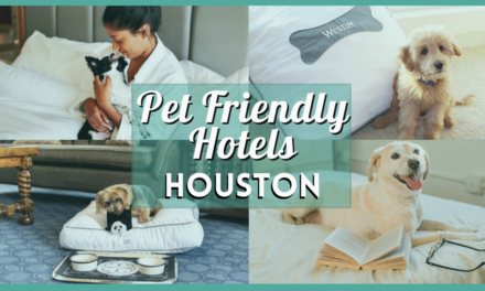 Pet Friendly Hotels Houston – Your Comprehensive Guide to a Pawsome Stay