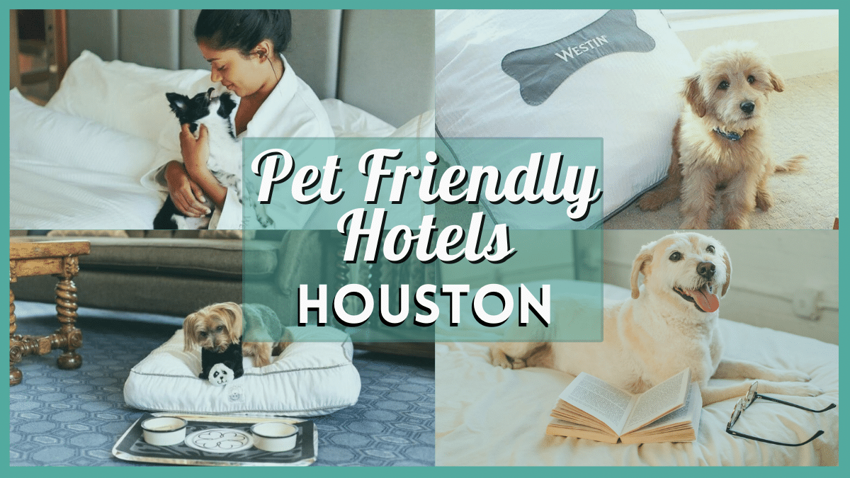15 Pet Friendly Houston Hotels for a Pawsome Stay