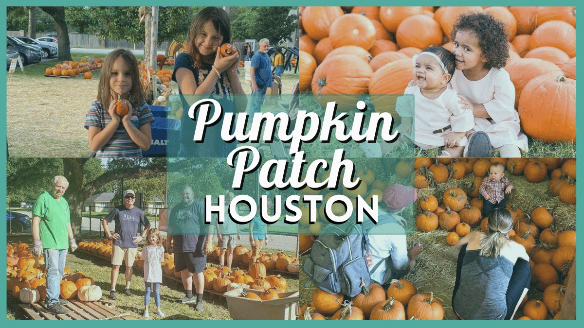Pumpkin Patch Houston 2023 - Top 12 Best Local Pumpkin Farms & Patches in Texas