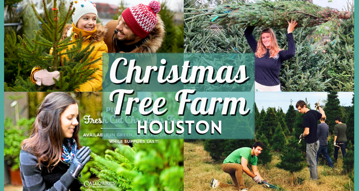 9 Best Christmas Tree Farm Houston 2023
