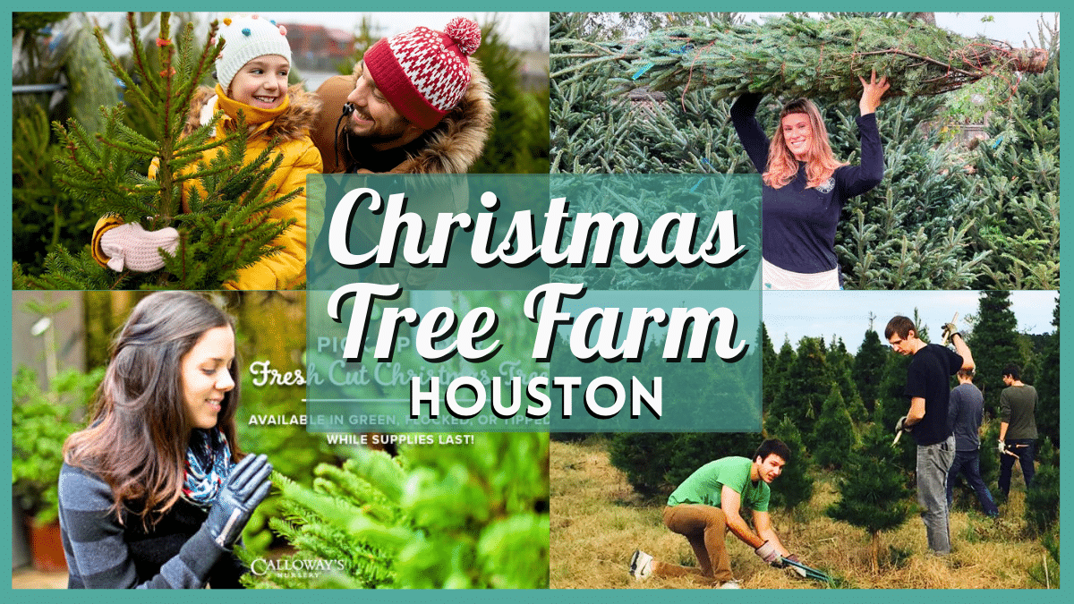 Christmas Tree Farm Houston 2023