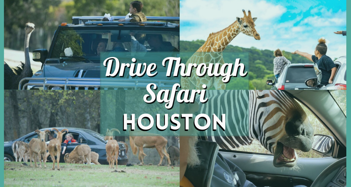 Drive Through Safari Near Houston 2024 – Go Wild With These 8 Texas Drive Thru Zoo Experiences!