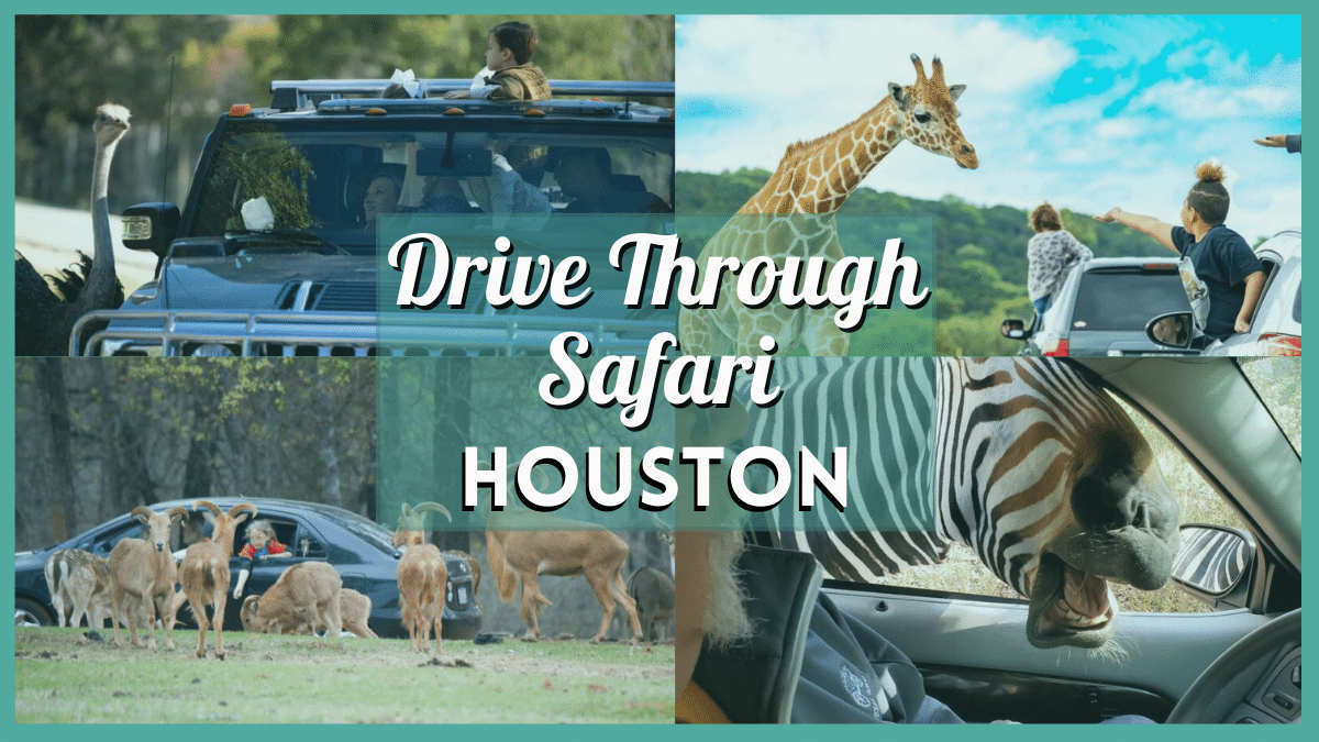 Drive Through Safari Near Houston