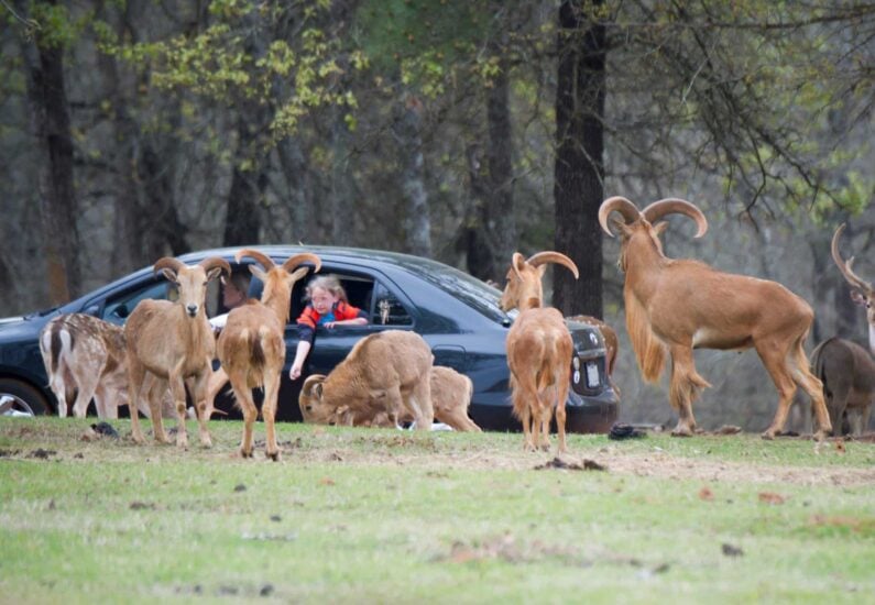 houston safari