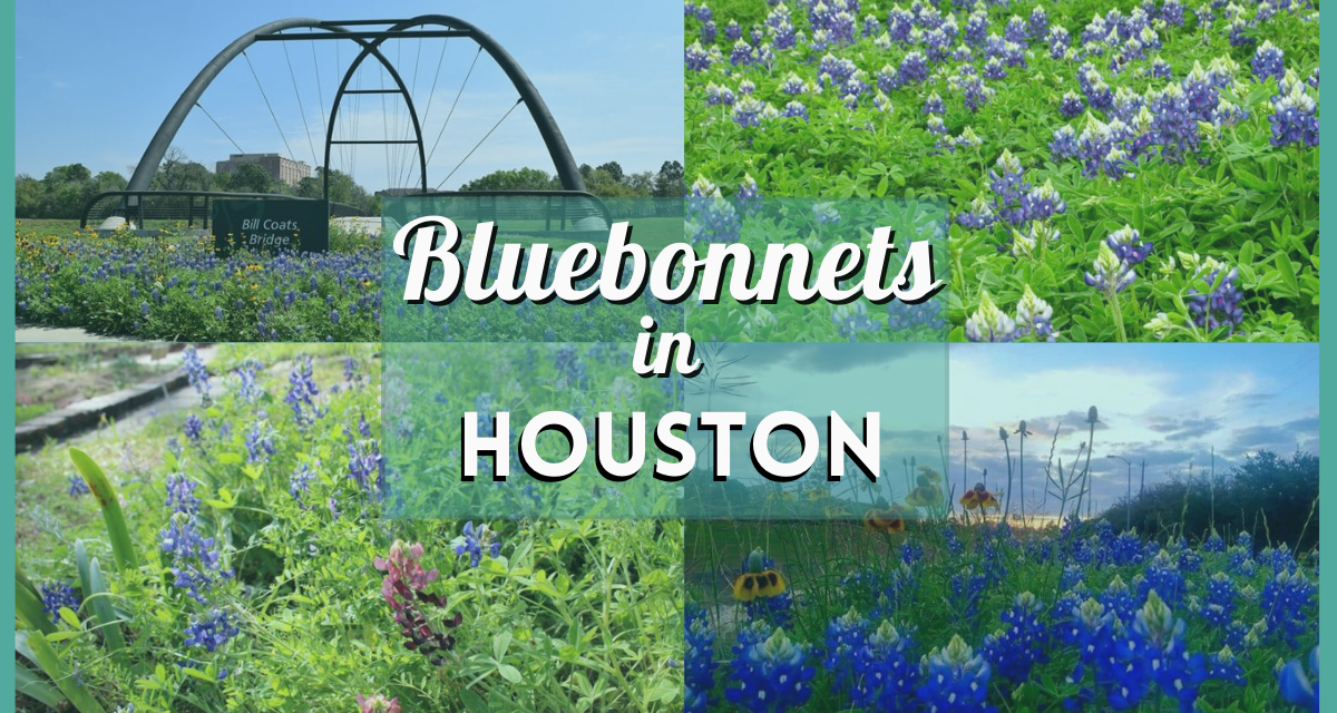 Bluebonnets Houston are Blooming! Where to Find the Best Fields