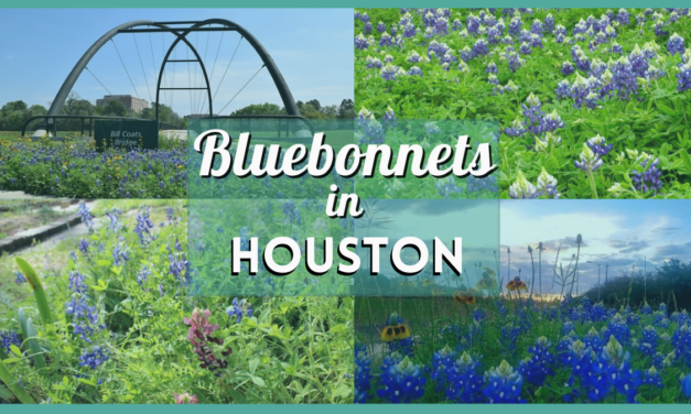 Bluebonnets Houston are Blooming! Where to Find the Best Fields